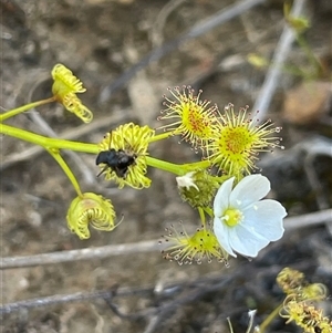 Drosera gunniana at Gundary, NSW - 6 Nov 2024