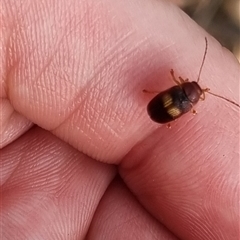 Aporocera (Aporocera) rufoterminalis (Leaf beetle) at Bungendore, NSW - 6 Nov 2024 by clarehoneydove