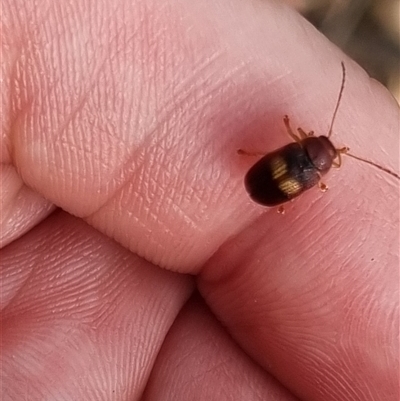 Aporocera (Aporocera) rufoterminalis (Leaf beetle) at Bungendore, NSW - 6 Nov 2024 by clarehoneydove