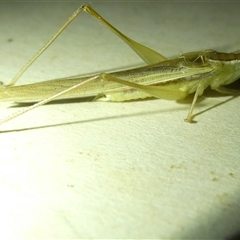 Conocephalus semivittatus (Meadow katydid) at Belconnen, ACT - 5 Nov 2024 by JohnGiacon