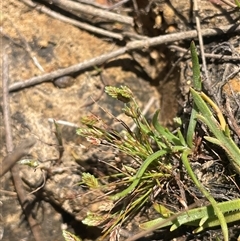 Isolepis levynsiana (Tiny Flat-sedge) at Gundary, NSW - 6 Nov 2024 by JaneR