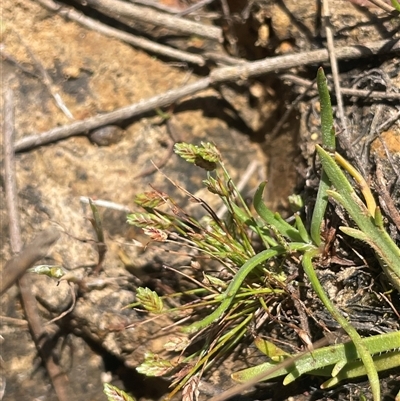 Isolepis levynsiana (Tiny Flat-sedge) at Gundary, NSW - 6 Nov 2024 by JaneR