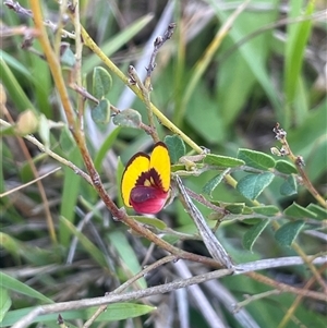 Bossiaea buxifolia at Gundary, NSW - 6 Nov 2024 12:17 PM