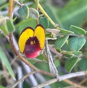 Bossiaea buxifolia at Gundary, NSW - 6 Nov 2024