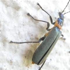 Chauliognathus lugubris at Belconnen, ACT - 6 Nov 2024 07:05 AM