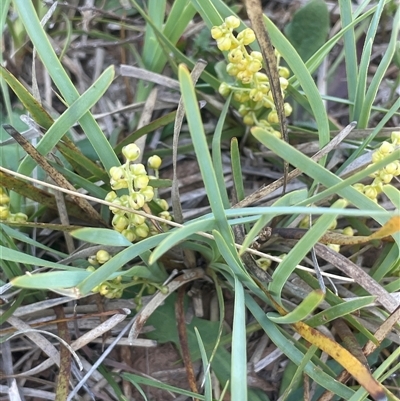 Lomandra filiformis subsp. coriacea (Wattle Matrush) at Gundary, NSW - 6 Nov 2024 by JaneR