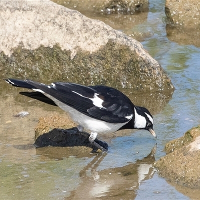 Grallina cyanoleuca (Magpie-lark) at Whitlam, ACT - 5 Nov 2024 by AlisonMilton