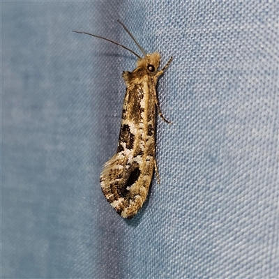 Moerarchis inconcisella (A tineid moth) at Braidwood, NSW - 6 Nov 2024 by MatthewFrawley