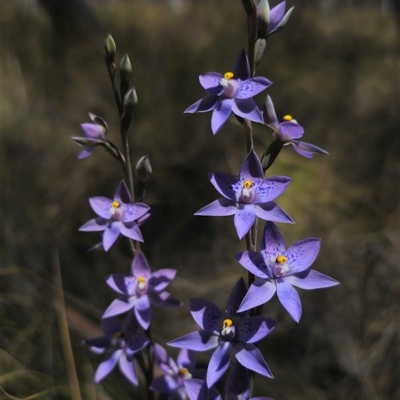 Thelymitra x truncata (Truncate Sun Orchid) at Captains Flat, NSW - 6 Nov 2024 by Csteele4