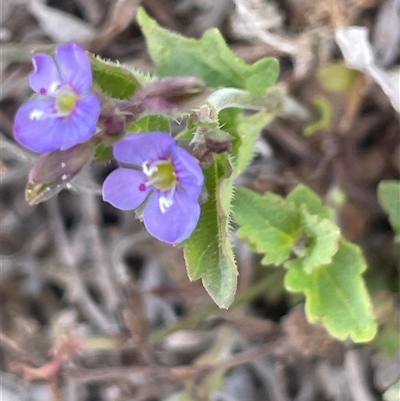 Veronica plebeia (Trailing Speedwell, Creeping Speedwell) at Gundary, NSW - 6 Nov 2024 by JaneR