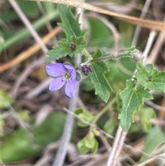 Veronica plebeia at Gundary, NSW - 6 Nov 2024