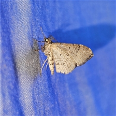 Epyaxa sodaliata at Braidwood, NSW - 6 Nov 2024 08:53 PM