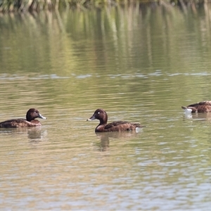 Aythya australis at Whitlam, ACT - 6 Nov 2024 09:41 AM