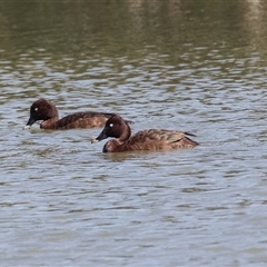 Aythya australis at Whitlam, ACT - 6 Nov 2024