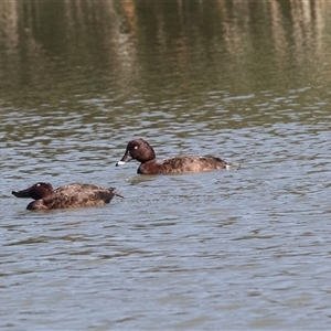 Aythya australis at Whitlam, ACT - 6 Nov 2024