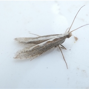 Plutella xylostella at Belconnen, ACT - 6 Nov 2024 05:43 PM