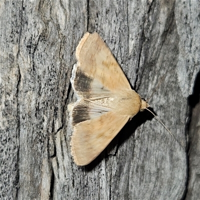 Helicoverpa punctigera (Native Budworm) at Braidwood, NSW - 6 Nov 2024 by MatthewFrawley