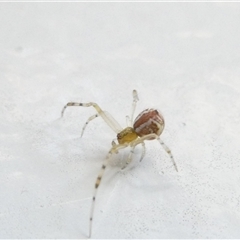 Theridion pyramidale (Tangle-web spider) at Belconnen, ACT - 6 Nov 2024 by JohnGiacon