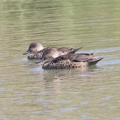 Anas gracilis (Grey Teal) at Whitlam, ACT - 6 Nov 2024 by AlisonMilton