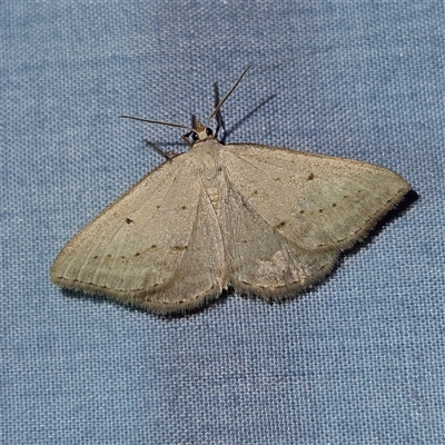 Taxeotis (genus) (Unidentified Taxeotis geometer moths) at Braidwood, NSW - 6 Nov 2024 by MatthewFrawley