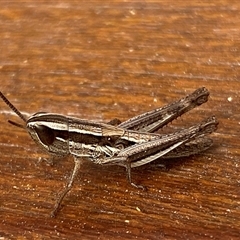 Macrotona australis (Common Macrotona Grasshopper) at Jerrabomberra, NSW - 6 Nov 2024 by SteveBorkowskis