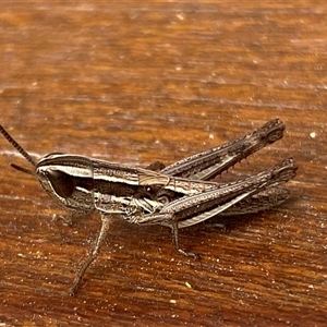 Macrotona australis at Jerrabomberra, NSW - suppressed