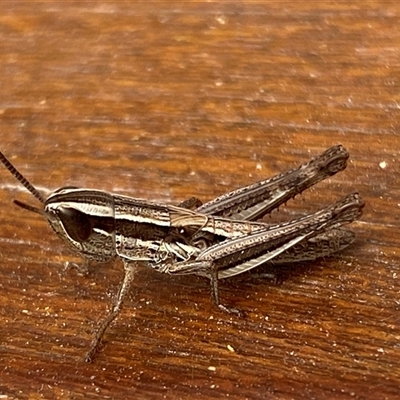 Macrotona australis (Common Macrotona Grasshopper) at Jerrabomberra, NSW - 6 Nov 2024 by SteveBorkowskis