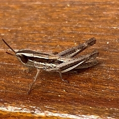 Macrotona australis at Jerrabomberra, NSW - suppressed