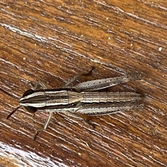 Macrotona australis at Jerrabomberra, NSW - suppressed