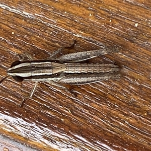 Macrotona australis at Jerrabomberra, NSW - suppressed