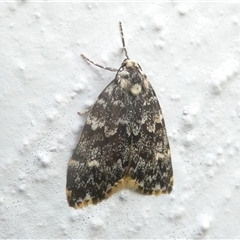 Halone coryphoea (Eastern Halone moth) at Belconnen, ACT - 6 Nov 2024 by JohnGiacon