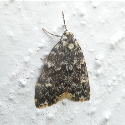 Halone coryphoea (Eastern Halone moth) at Belconnen, ACT - 6 Nov 2024 by JohnGiacon