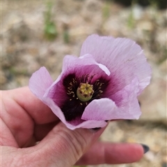 Papaver somniferum (Opium Poppy) at Captains Flat, NSW - 6 Nov 2024 by Csteele4