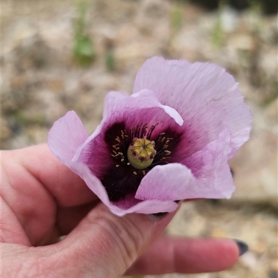 Papaver somniferum (Opium Poppy) at Captains Flat, NSW - 6 Nov 2024 by Csteele4