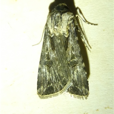 Agrotis munda (Brown Cutworm) at Belconnen, ACT - 6 Nov 2024 by JohnGiacon