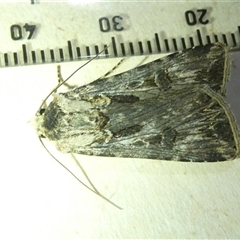 Agrotis munda at Belconnen, ACT - 6 Nov 2024 07:52 PM