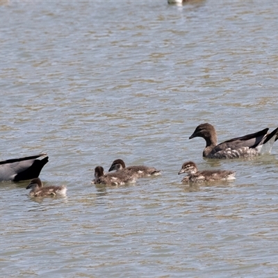 Chenonetta jubata (Australian Wood Duck) at Whitlam, ACT - 6 Nov 2024 by AlisonMilton