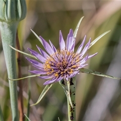 Tragopogon porrifolius (Salsify, Oyster Plant) at Whitlam, ACT - 6 Nov 2024 by AlisonMilton