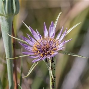 Tragopogon porrifolius at Whitlam, ACT - 6 Nov 2024 10:12 AM