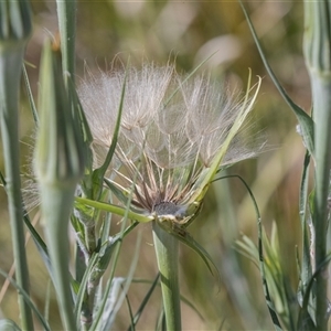 Tragopogon porrifolius at Whitlam, ACT - 6 Nov 2024 10:12 AM