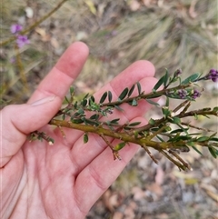 Comesperma ericinum at Bungendore, NSW - 6 Nov 2024