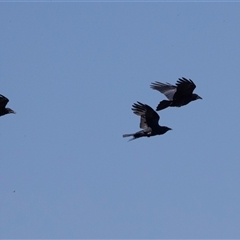 Corvus coronoides (Australian Raven) at Whitlam, ACT - 5 Nov 2024 by AlisonMilton