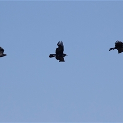 Corvus coronoides at Whitlam, ACT - 6 Nov 2024