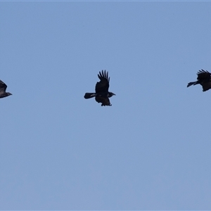 Corvus coronoides at Whitlam, ACT - 6 Nov 2024