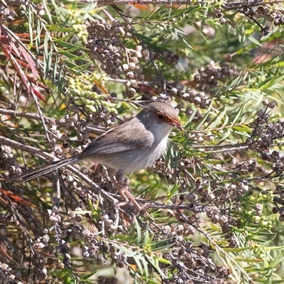 Malurus cyaneus (Superb Fairywren) at Whitlam, ACT - 5 Nov 2024 by AlisonMilton