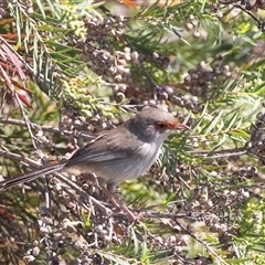 Malurus cyaneus at Whitlam, ACT - 6 Nov 2024