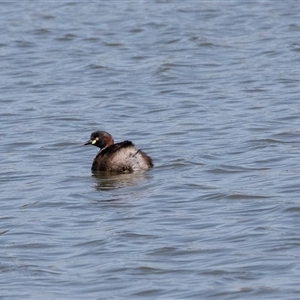 Tachybaptus novaehollandiae at Whitlam, ACT - 6 Nov 2024