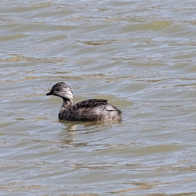 Poliocephalus poliocephalus (Hoary-headed Grebe) at Whitlam, ACT - 6 Nov 2024 by AlisonMilton