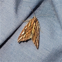 Meyrickella torquesauria (An Eribid Moth) at Braidwood, NSW - 6 Nov 2024 by MatthewFrawley