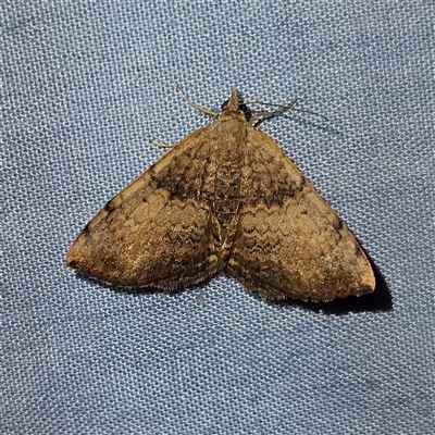 Chrysolarentia mecynata (Mecynata Carpet Moth) at Braidwood, NSW - 6 Nov 2024 by MatthewFrawley